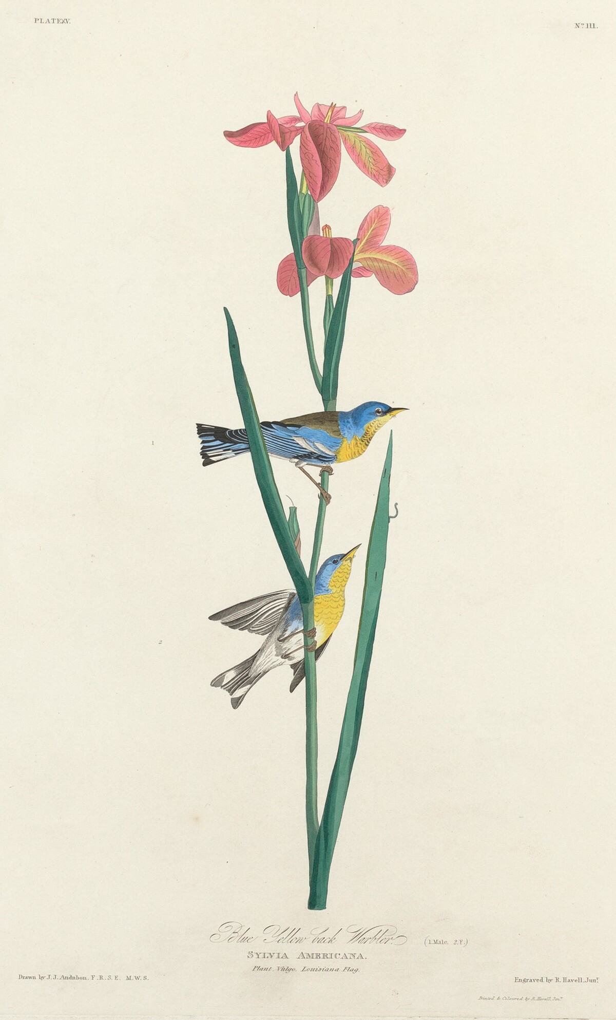 Blue Yellow-backed Warbler by Robert Havell after John James Audubon