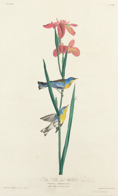 Blue Yellow-backed Warbler