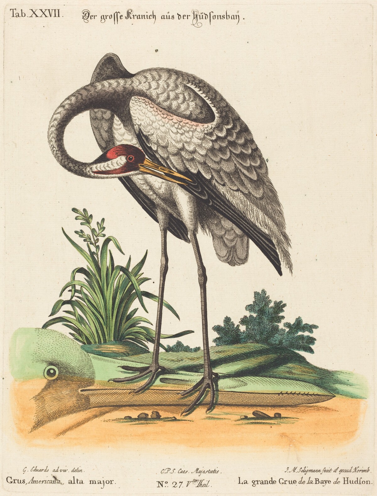Grus Americana, alta major by Johann Michael Seligmann after George Edwards