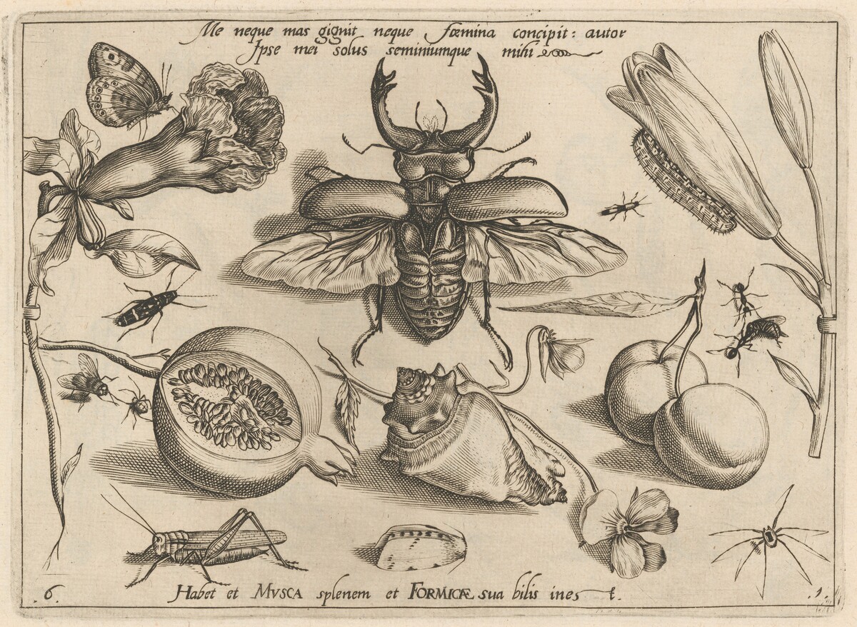 Archetypa studiaque patris Georgii Hoefnagelii [Part 1, Plate 6] by Jacob Hoefnagel after Joris Hoefnagel