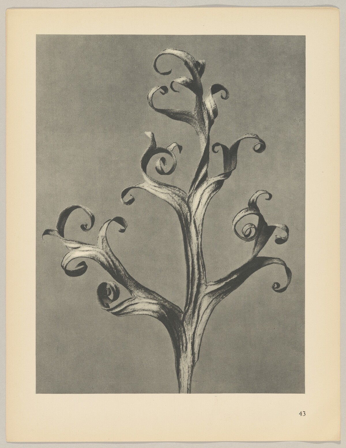 Delphinium by Karl Blossfeldt