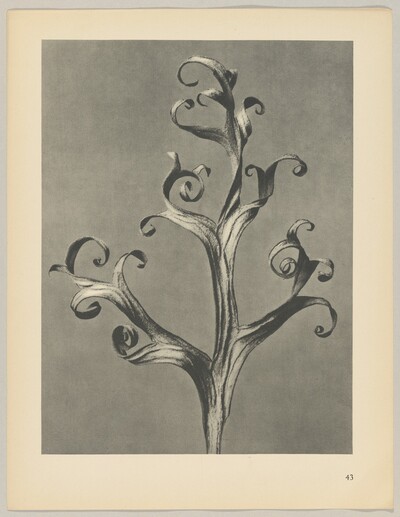 Delphinium
