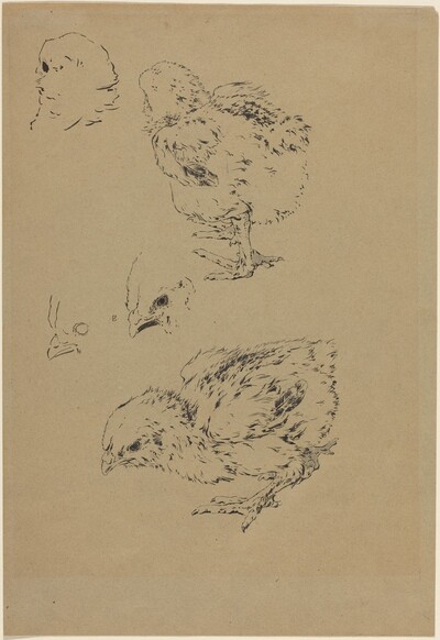 Chicks