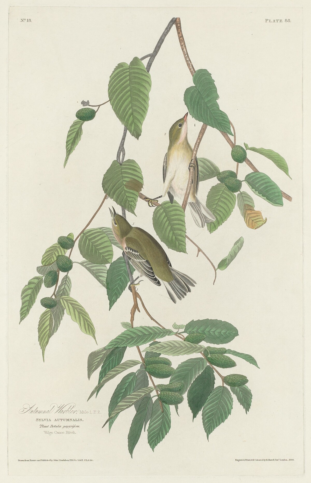 Autumnal Warbler by Robert Havell after John James Audubon