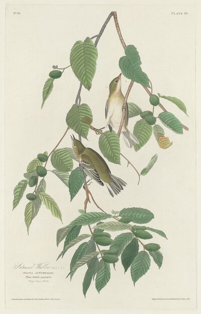 Autumnal Warbler