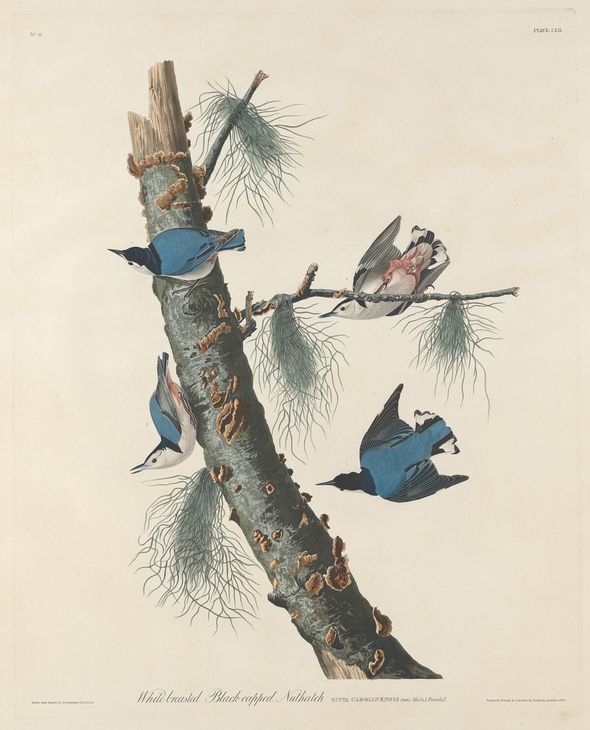 White-breasted Black-capped Nuthatch by Robert Havell after John James Audubon