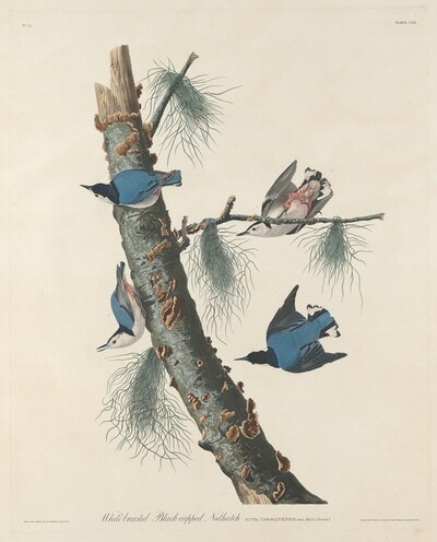 White-breasted Black-capped Nuthatch