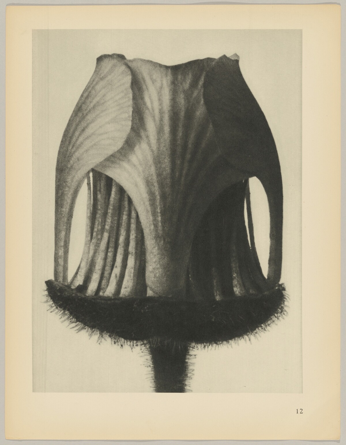 Geum rivale by Karl Blossfeldt