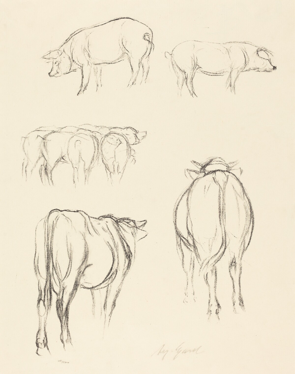 Animal Sketches by August Gaul