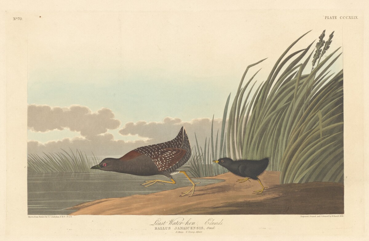 Least Water-hen by Robert Havell after John James Audubon