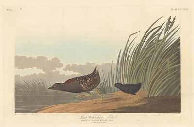 Least Water-hen