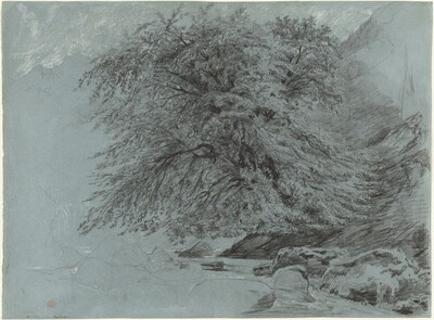 A Wild Beech in Full Leaf