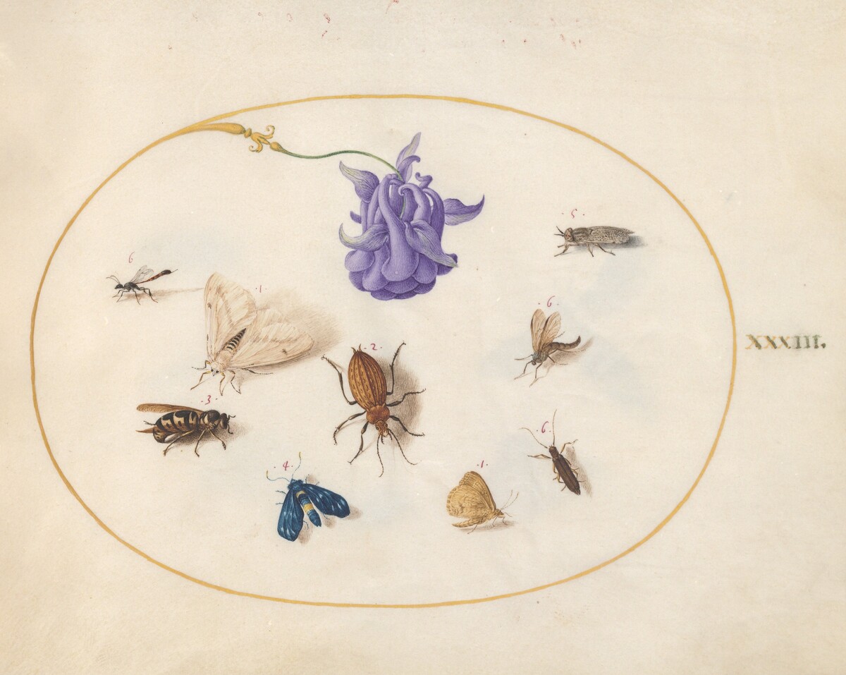 Plate 33: Moth and Butterfly with other Insects and a Columbine Flower by Joris Hoefnagel