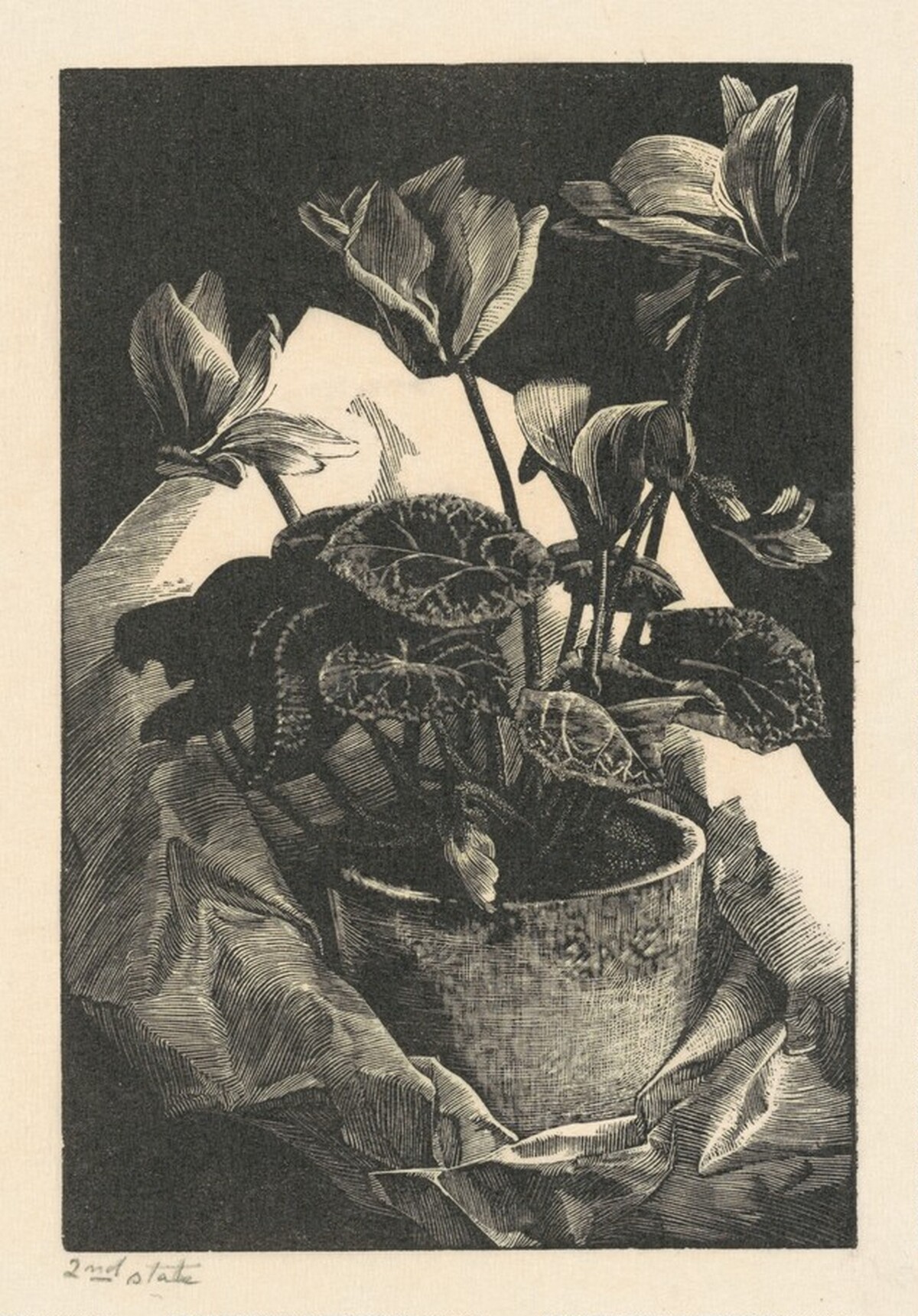 Cyclamen by Grace Albee