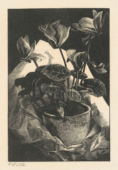 Cyclamen