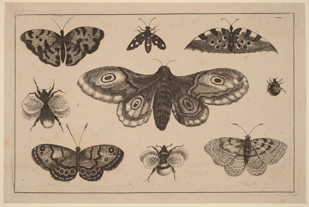 Moth, Butterflies, and Bees by Wenceslaus Hollar