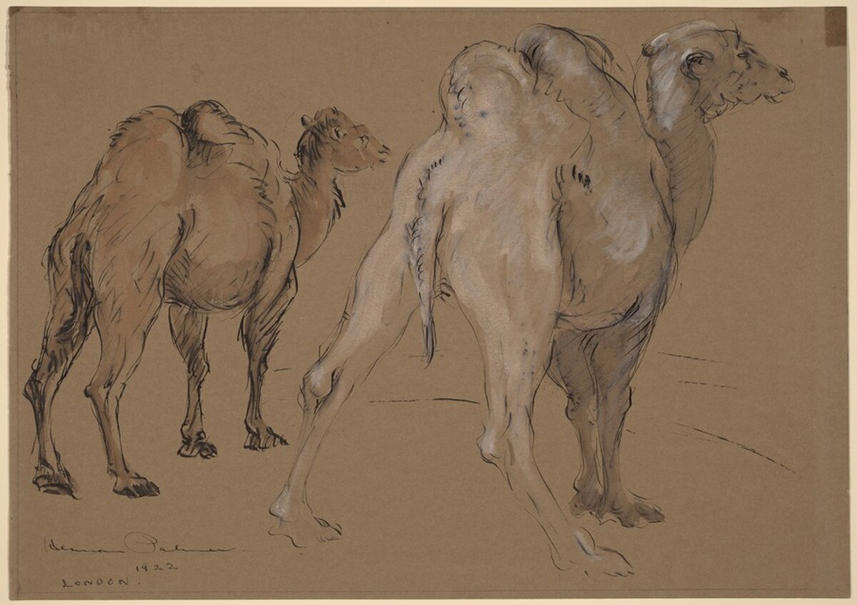 Dromedaries, London by Herman Palmer