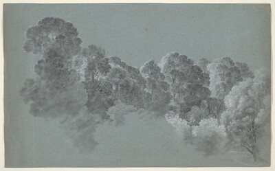Forest Treetops Struck by Light