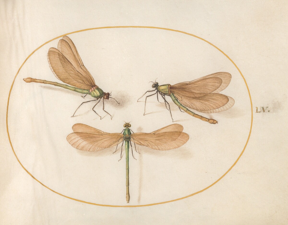 Plate 55: Three Green Damselflies with Brown Wings (Beautiful Desmoiselles?) by Joris Hoefnagel