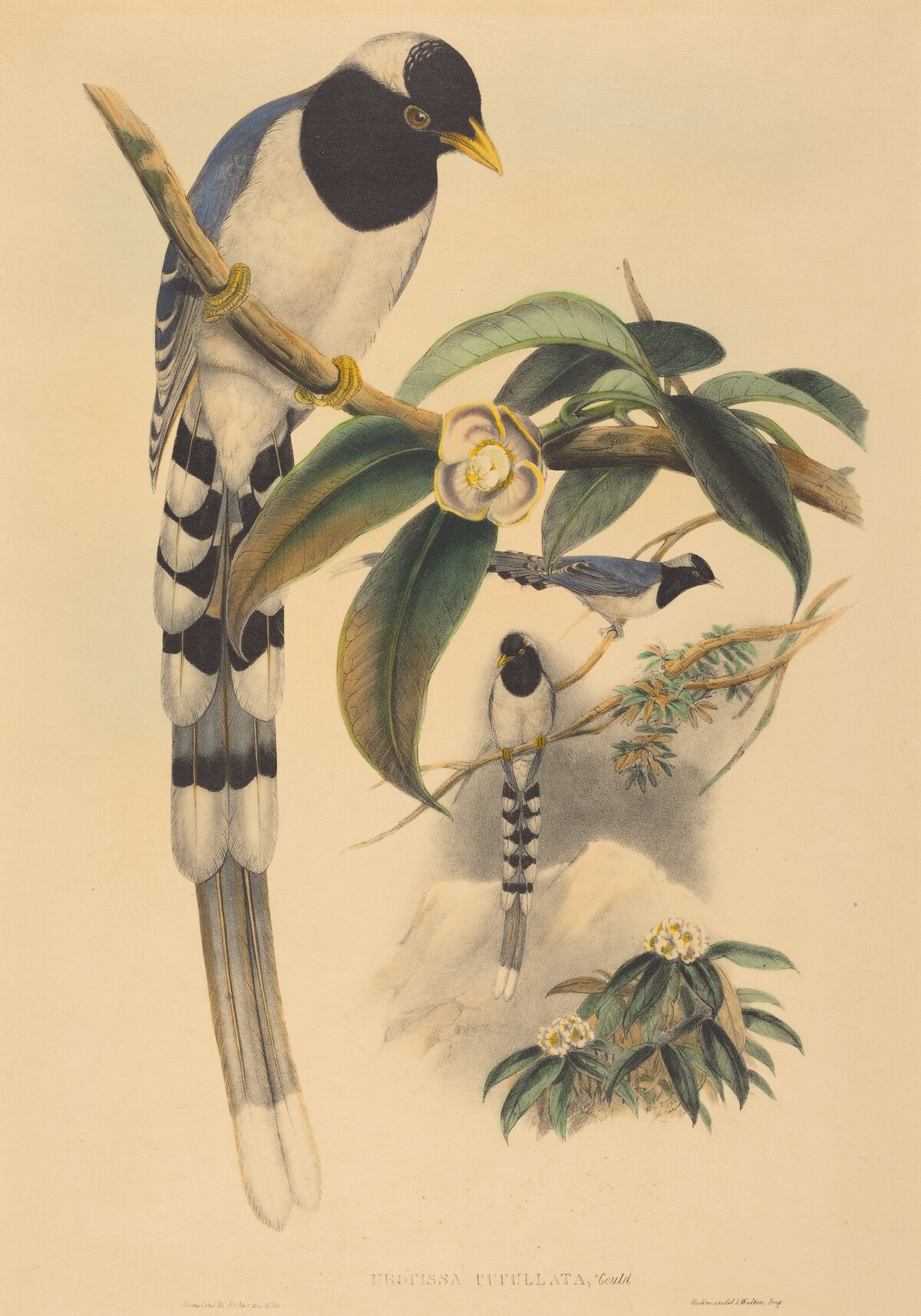 Urocissa cucullata by John Gould and H.C. Richter