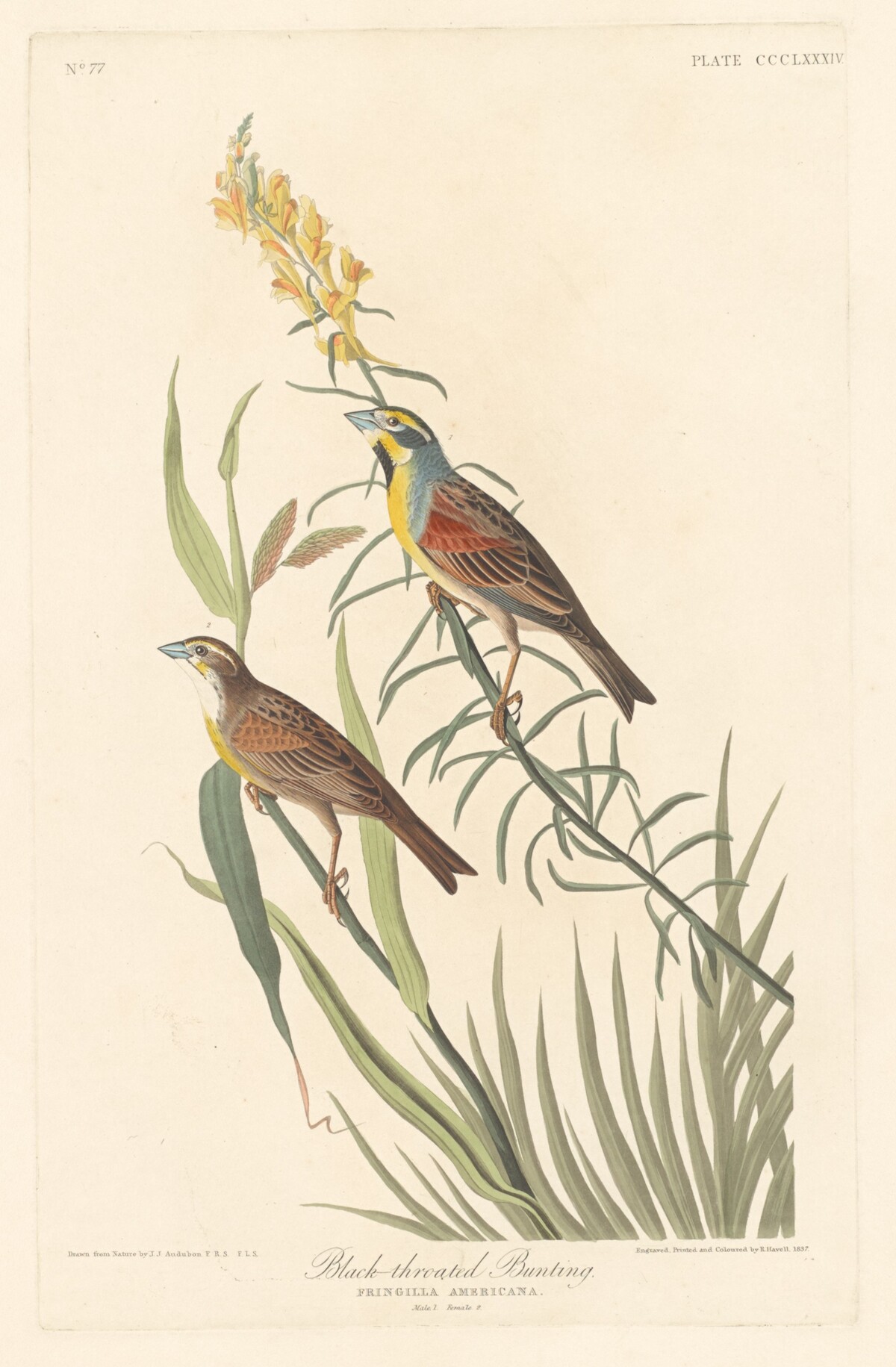 Black-throated Bunting by Robert Havell after John James Audubon