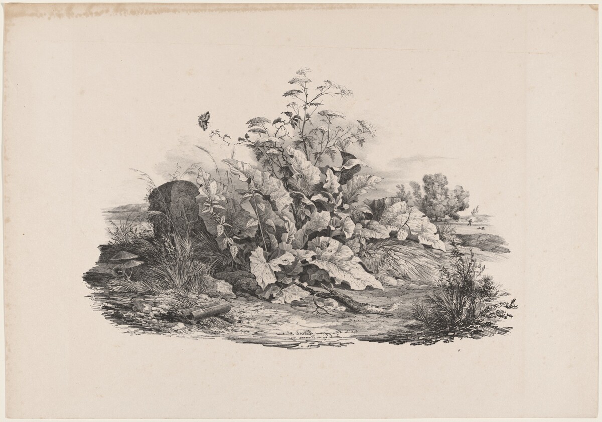 Wetland Plants by Carl August Lebschée