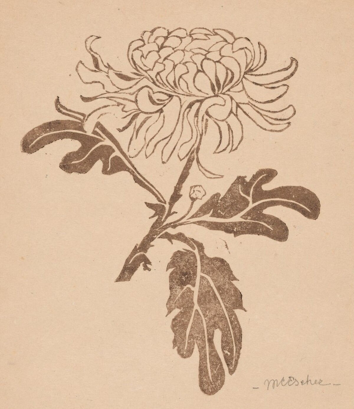 Chrysanthemum by M.C. Escher