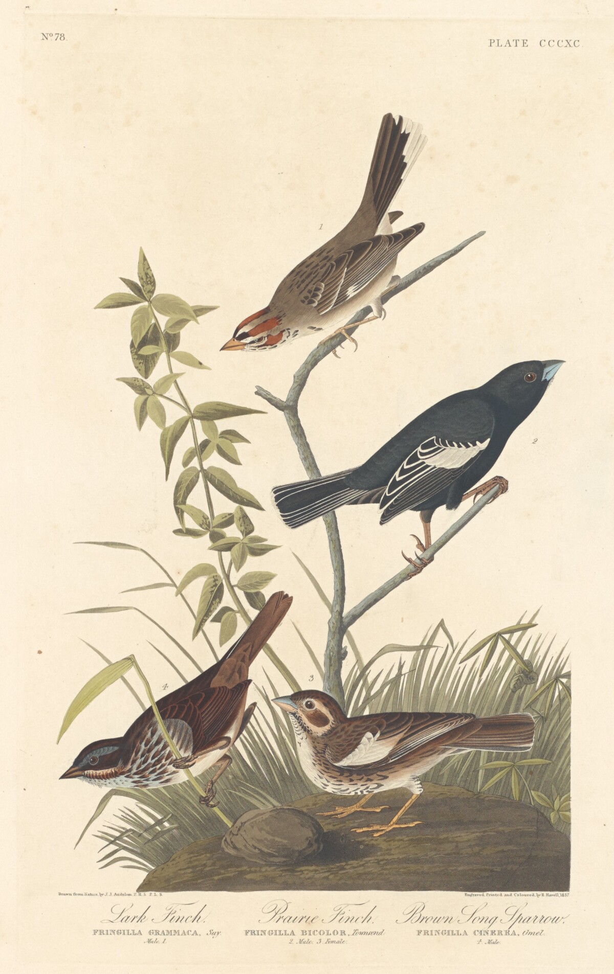 Lark Finch, Prairie Finch and Brown Song Sparrow by Robert Havell after John James Audubon