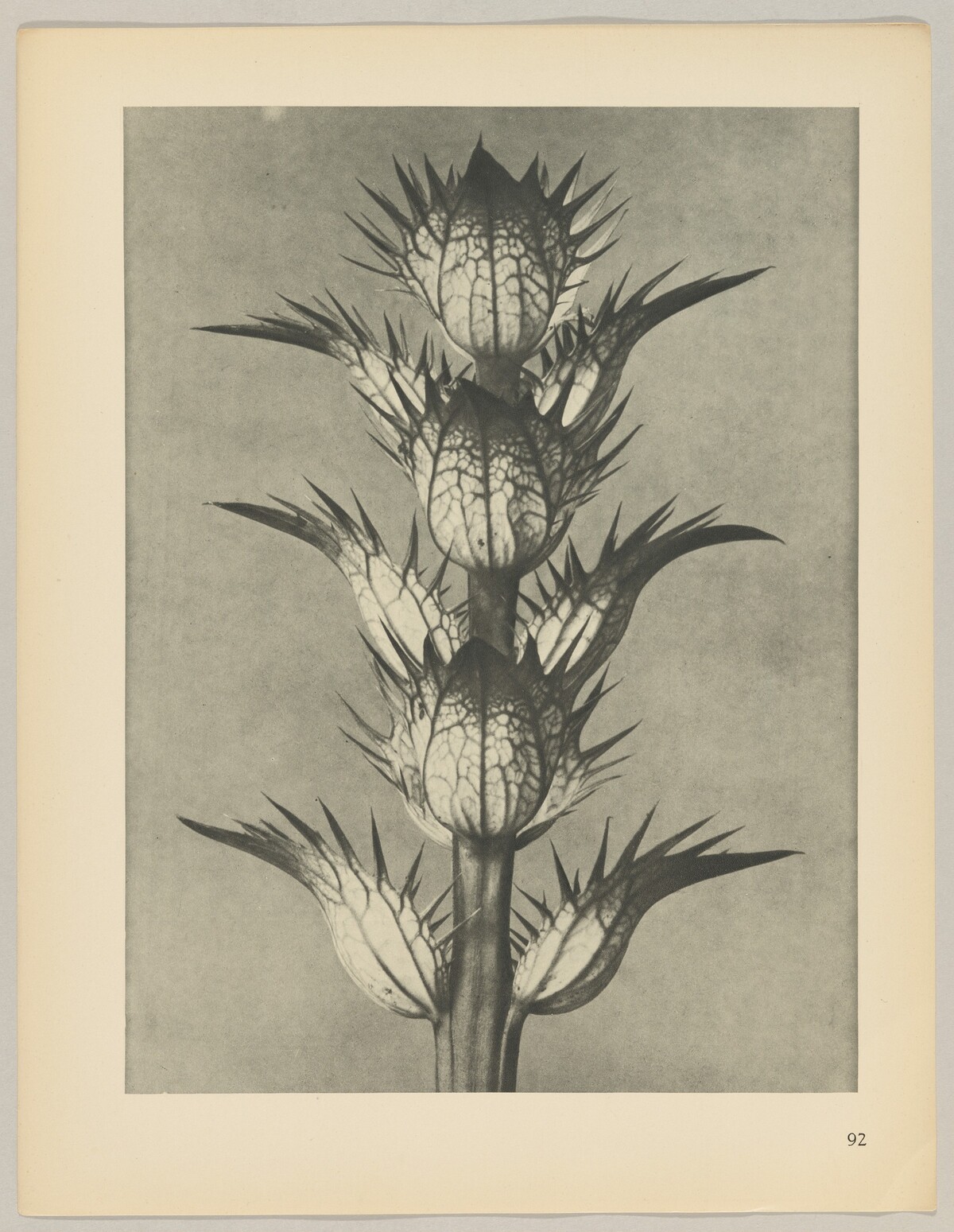 Acanthus mollis by Karl Blossfeldt