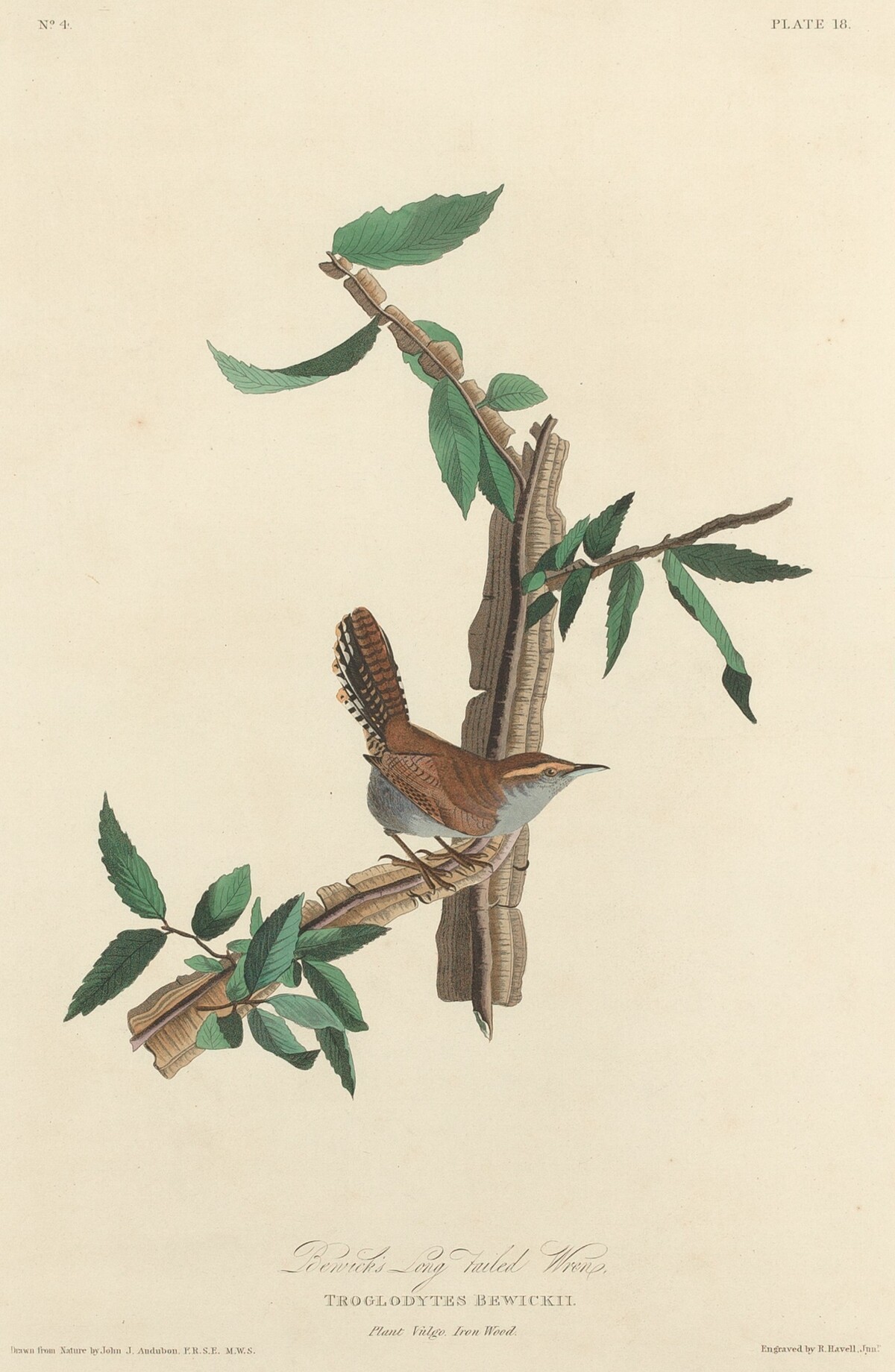 Bewick's Long-tailed Wren by Robert Havell after John James Audubon