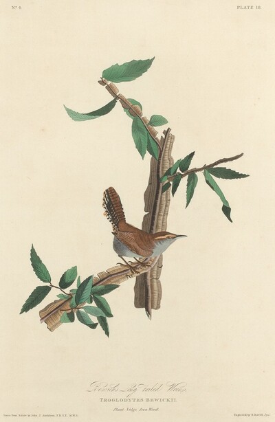 Bewick's Long-tailed Wren