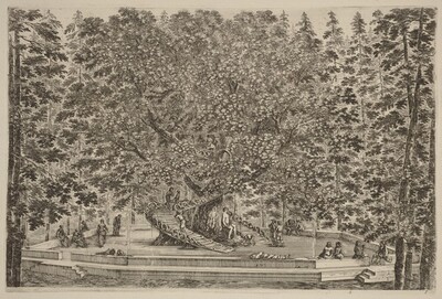 The Inhabited Tree