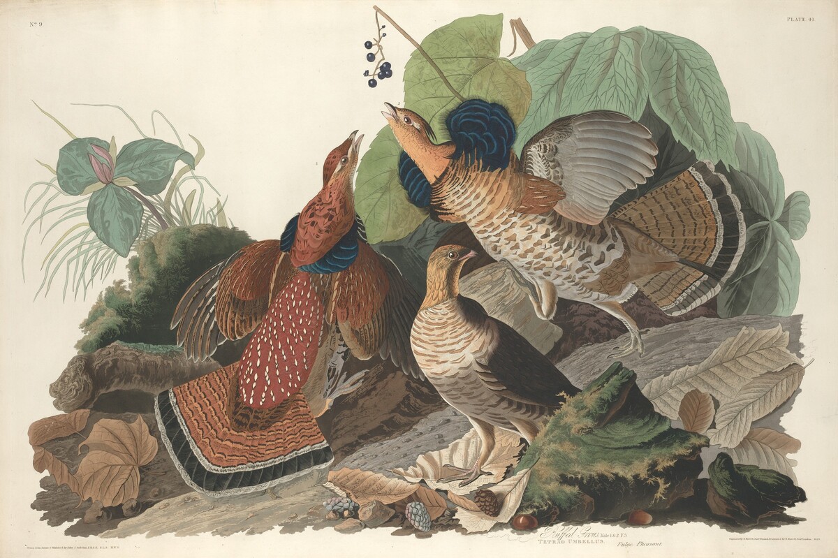 Ruffed Grouse by Robert Havell after John James Audubon