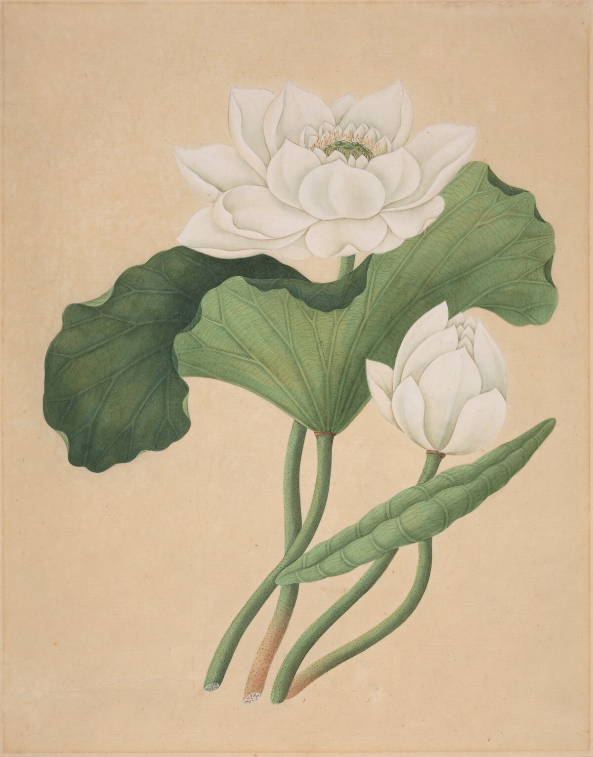 East Indian Lotus (Nelumbo nucifera) by British 19th Century