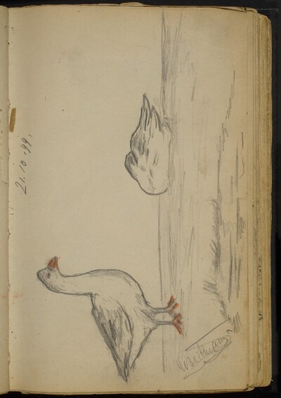 Two Ducks