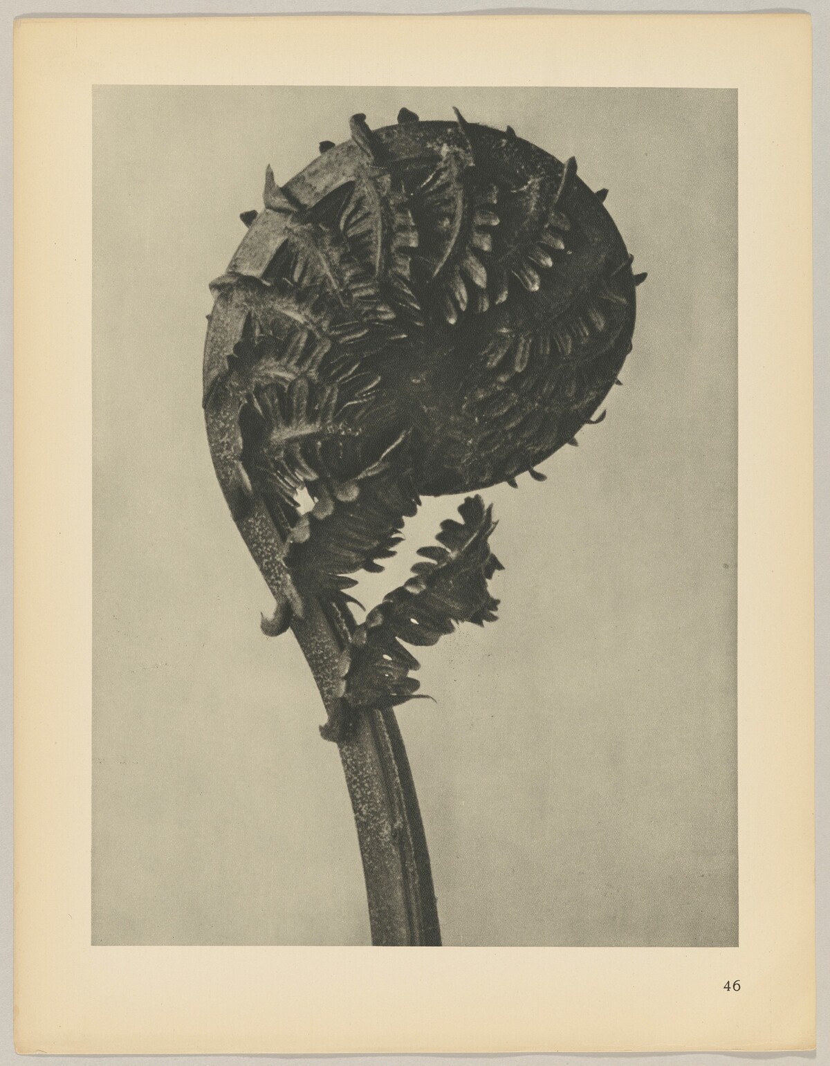 Struthiopteris germanica by Karl Blossfeldt