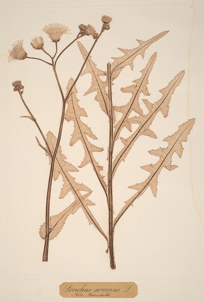 Sonchus arvensis