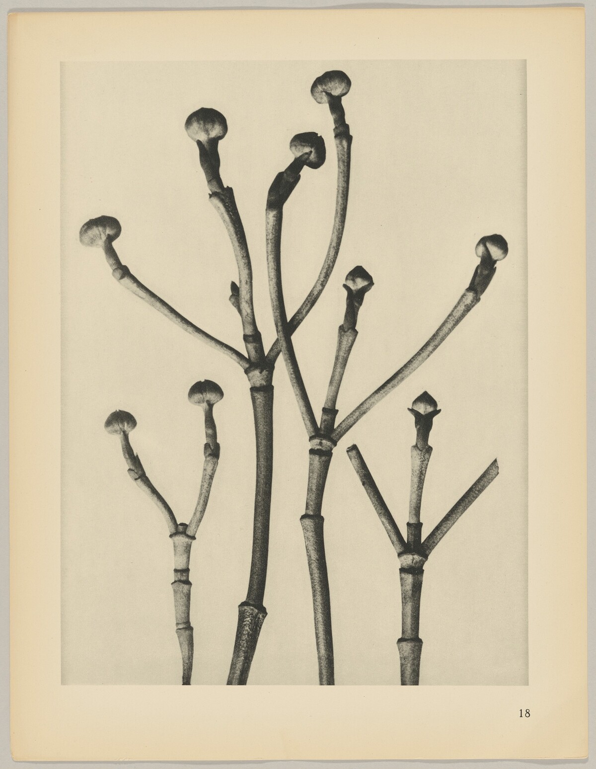 Cornus florida by Karl Blossfeldt