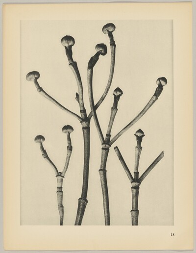 Cornus florida