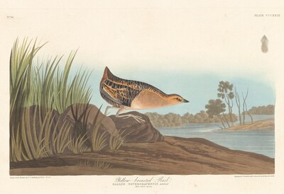 Yellow-breasted Rail