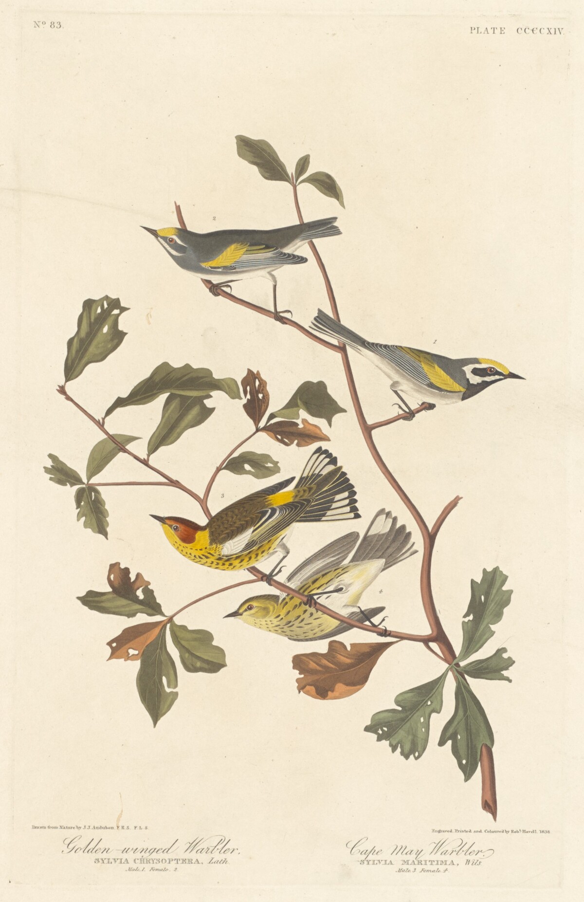 Golden-winged Warbler and Cape May Warbler by Robert Havell after John James Audubon