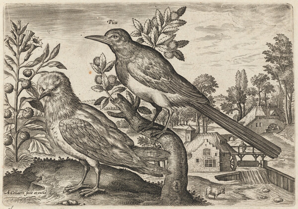 Magpie and Another Bird by Adriaen Collaert