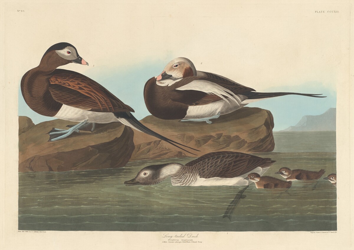 Long-tailed Duck by Robert Havell after John James Audubon