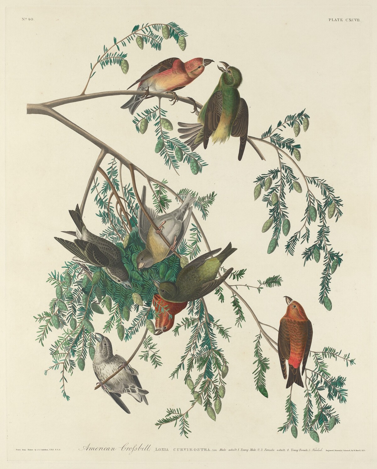 American Crossbill by Robert Havell after John James Audubon