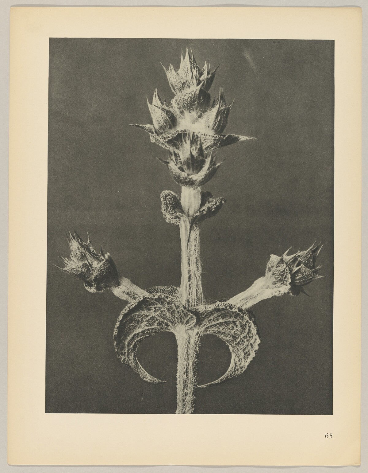 Salvia aethiopis by Karl Blossfeldt