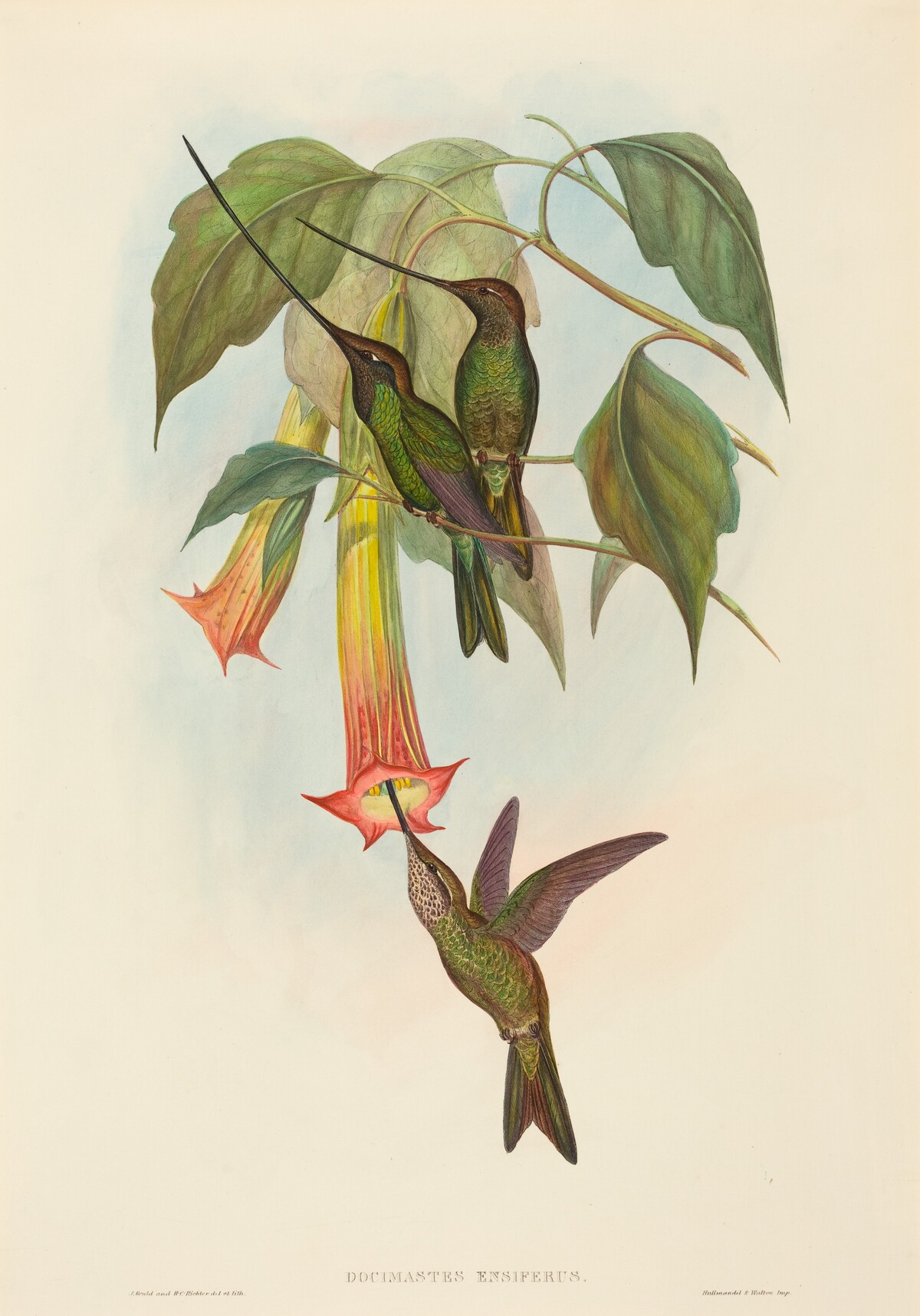 Docimastes ensiferus (Sword-billed Hummingbird) by John Gould and H.C. Richter