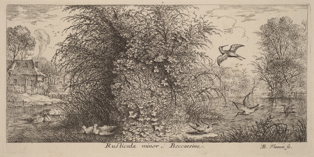Rusticula minor, The Snipe by Albert Flamen