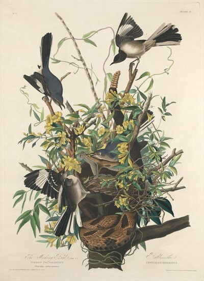 The Mocking Bird