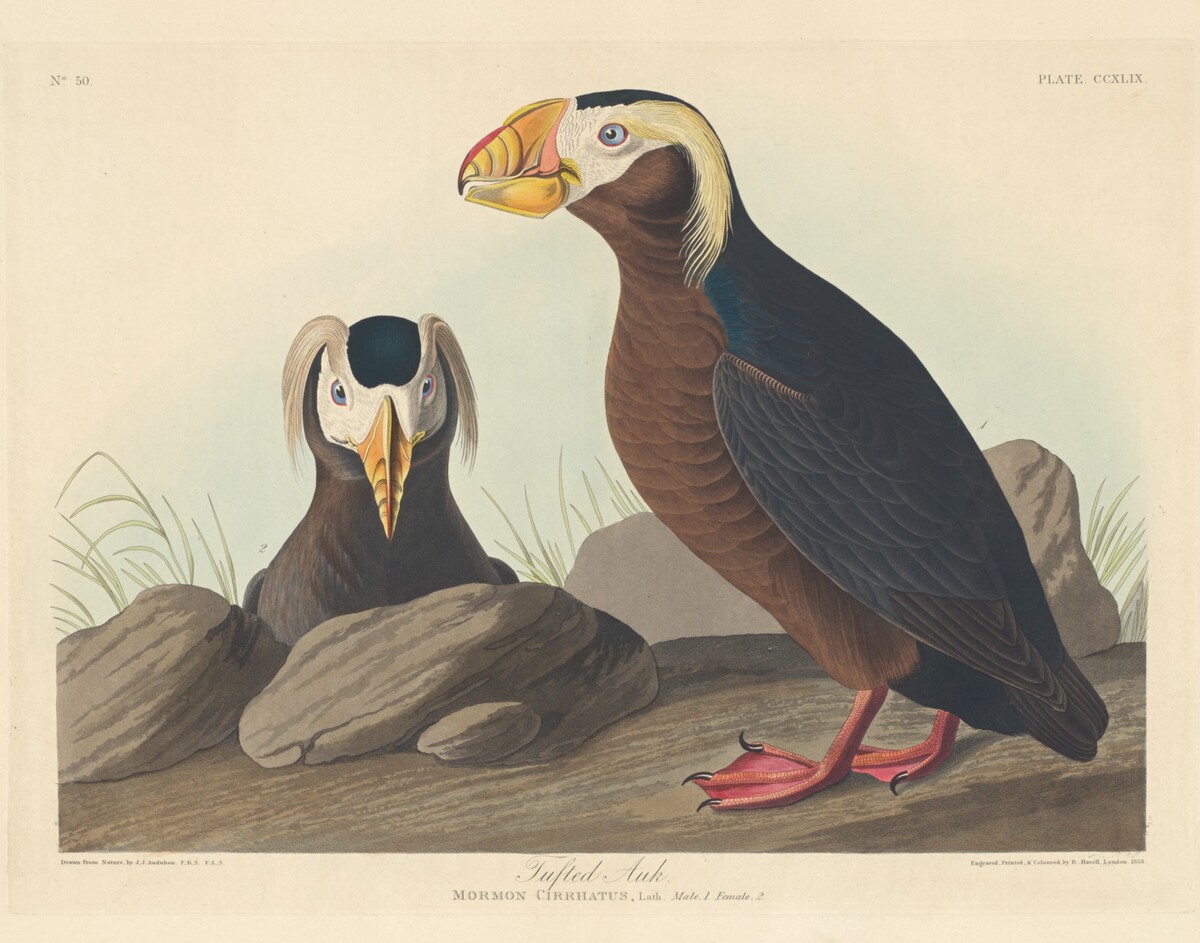Tufted Auk by Robert Havell after John James Audubon