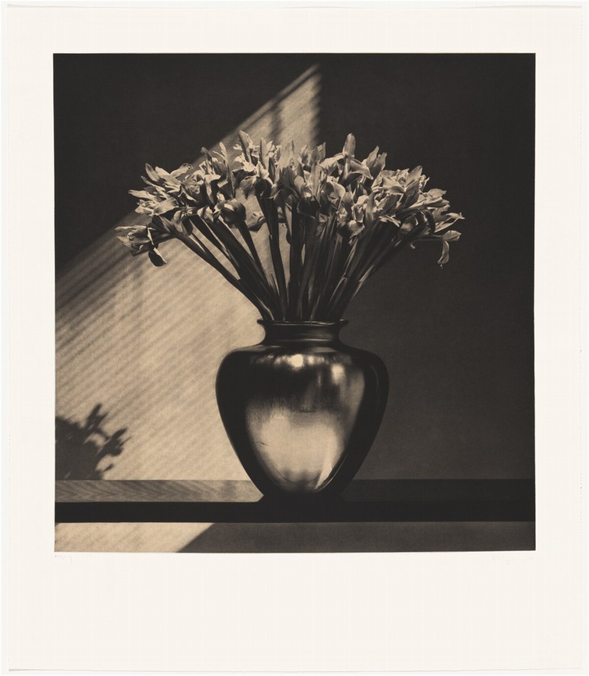 Irises by Robert Mapplethorpe